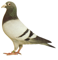           Celoštátna výstava poštových holubov Trenčín 2. - 3. 1. 2015